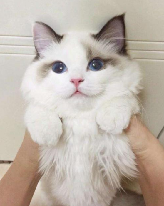 小猫多大可以洗澡，多大的猫咪可以洗澡（原来这么多年，铲屎官都错了）