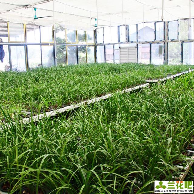 怎样养好兰花，怎样养好兰花学元红素（记得收藏备用）