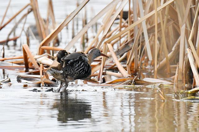 水鸡是什么，水鸡是什么车（西方秧鸡、叽咋柳莺......）