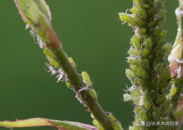 月季常见病虫害及防治方法，月季的病虫害防治（十二种月季常见病害防治教程）