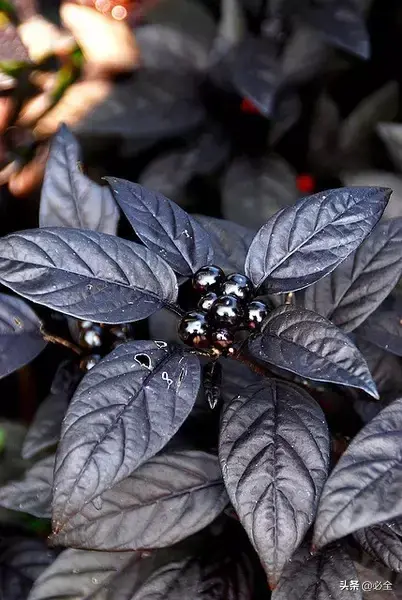 延龄草的花语和传说，延龄草的作用（园林人，这些黑色植物你见过吗）