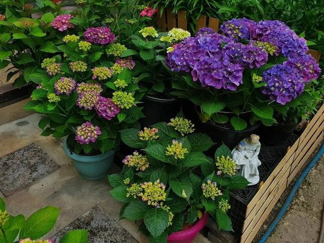 绣球花的养殖方法和注意事项，绣球花的养殖方法和注意事项冬季（盆栽也能保证年年复花）