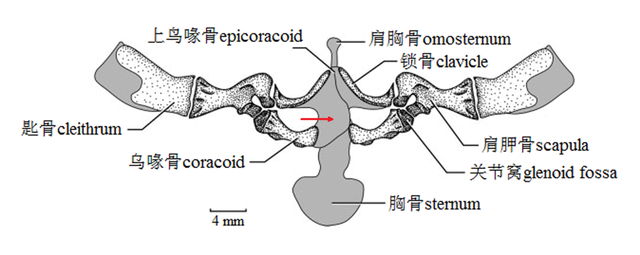 蟾蜍与棘蛙的区别，还分不清青蛙和癞蛤蟆