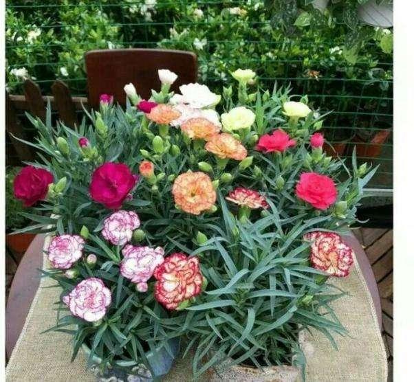 康乃馨开花期怎么养护，盆栽“康乃馨”