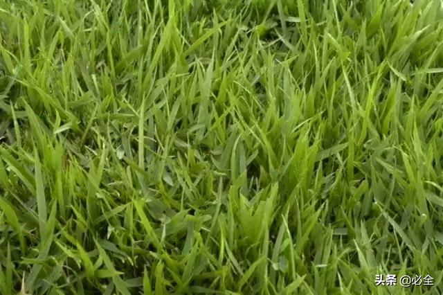 地被植物，常绿植物、地被及其他篇（地被植物名词解释）