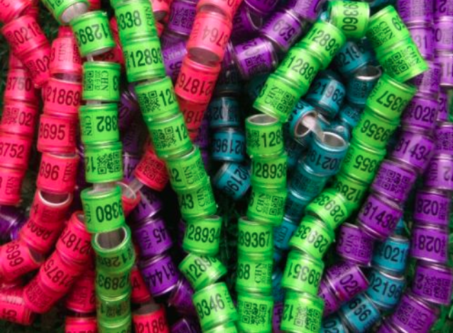 赛鸽足环是什么样子，智能安全“划重点”