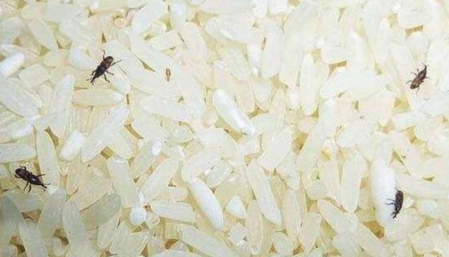 米为什么会生虫，米里为什么会生小虫（那这些虫子是从哪来的）