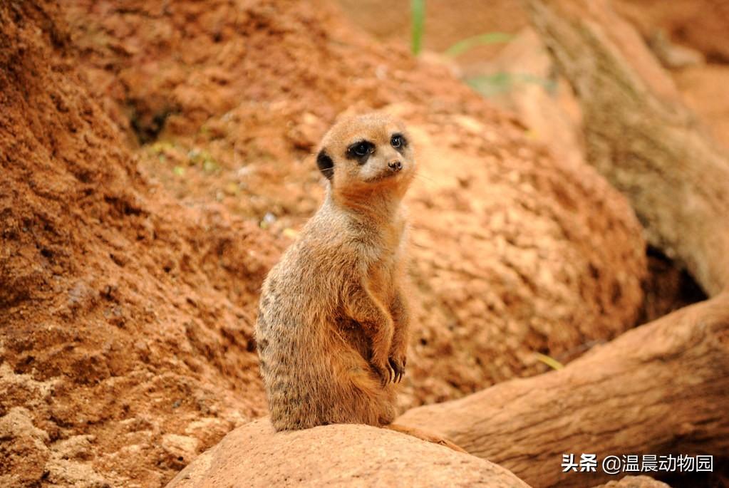 丁满是什么动物，丁满和彭彭是什么动物（细尾獴已然成为深受欢迎的新晋萌神）