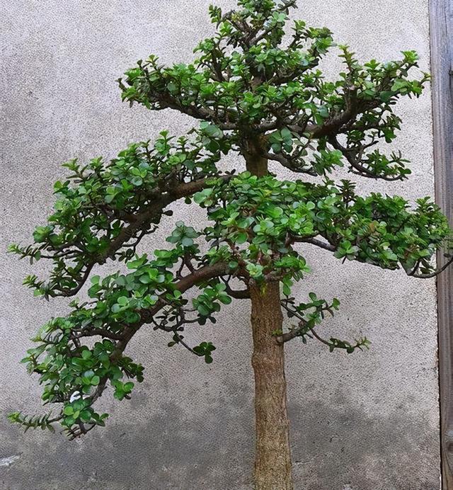 金枝玉叶盆景造型图片，金枝玉叶盆景怎么做好看（金枝玉叶这样养）