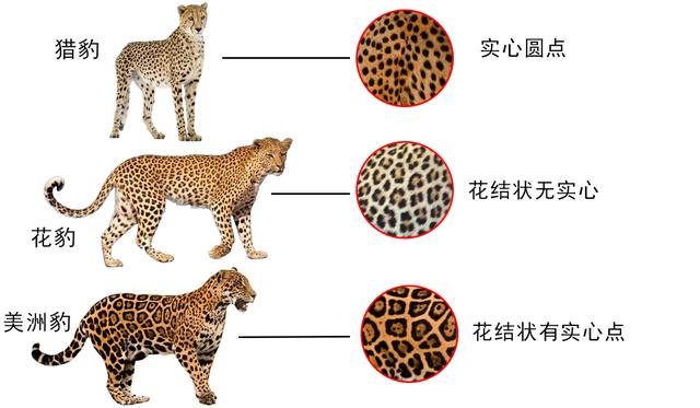 美洲豹是花豹的一种吗，辟谣：猎豹、美洲豹都不是豹