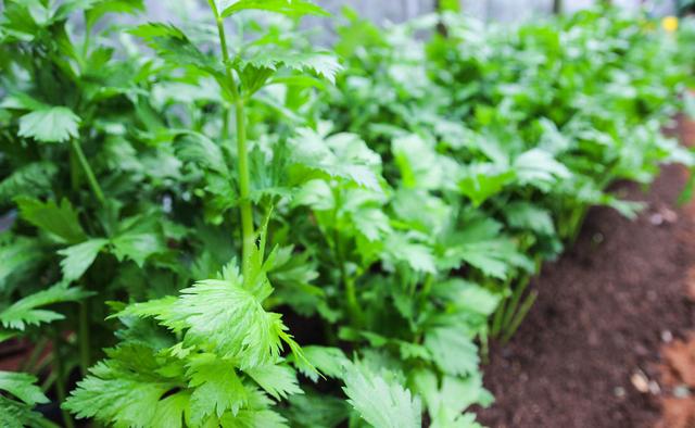芹菜什么时候种最合适，芹菜种植方法（芹菜种植时间，种植方法介绍）