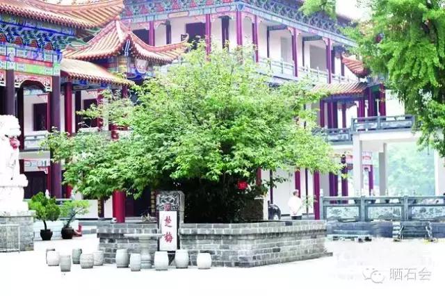 中国十大稀有珍贵名木，中国十大珍贵树种有哪些（中国十大千年古树欣赏）