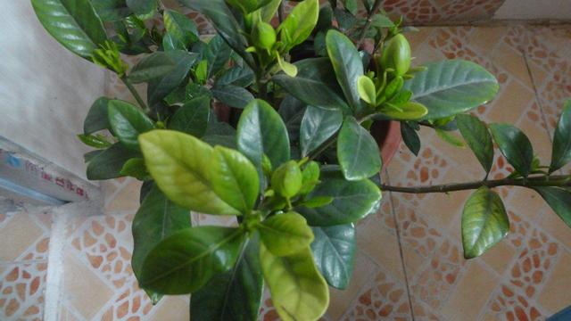 栀子花的养殖方法，栀子花喜欢的3种肥（栀子花能用水养吗）