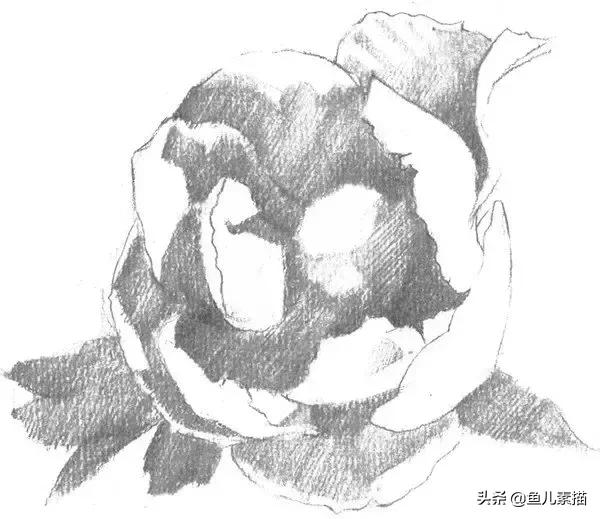 牡丹简笔画的画法，牡丹简笔画的画法图片大全（八步让你速成素描牡丹花）