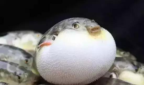 请问清炸小扒皮鱼的做法，炸小剥皮鱼的做法大全（今后再也不怕不认识海鲜了）