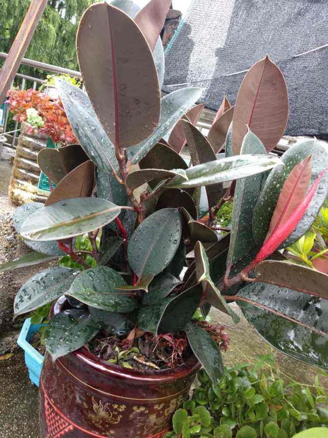 适合家里养的花，家里客厅适合养什么花（养在室内提升气质）