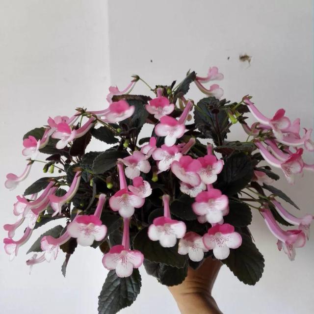 鸟尾花的繁育管理，鸟尾花 花期（30种耐阴花）