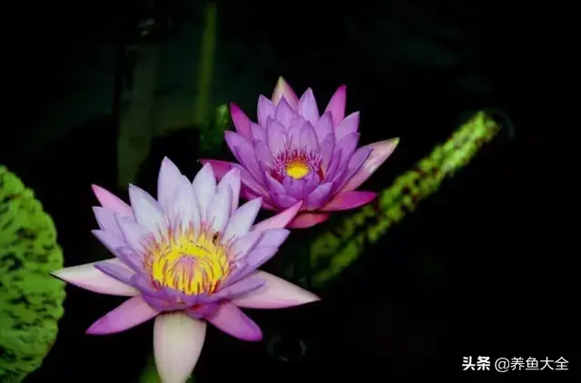 莲花的别称有哪些，莲花的别称有哪些拼音（ 太齐全太珍贵了）