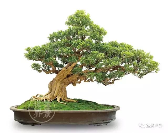 黄杨木盆景养护注意事项，怎样养黄杨木盆景（一组黄杨盆景精品欣赏）