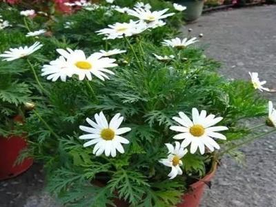 玛格丽特花怎么养，玛格丽特花怎么养殖（玛格丽特花如何种植及花期管理）
