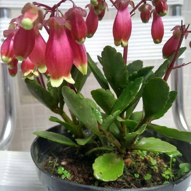 纱灯的特点，什么样的纱灯（别把大宫灯长寿和小宫灯混淆）