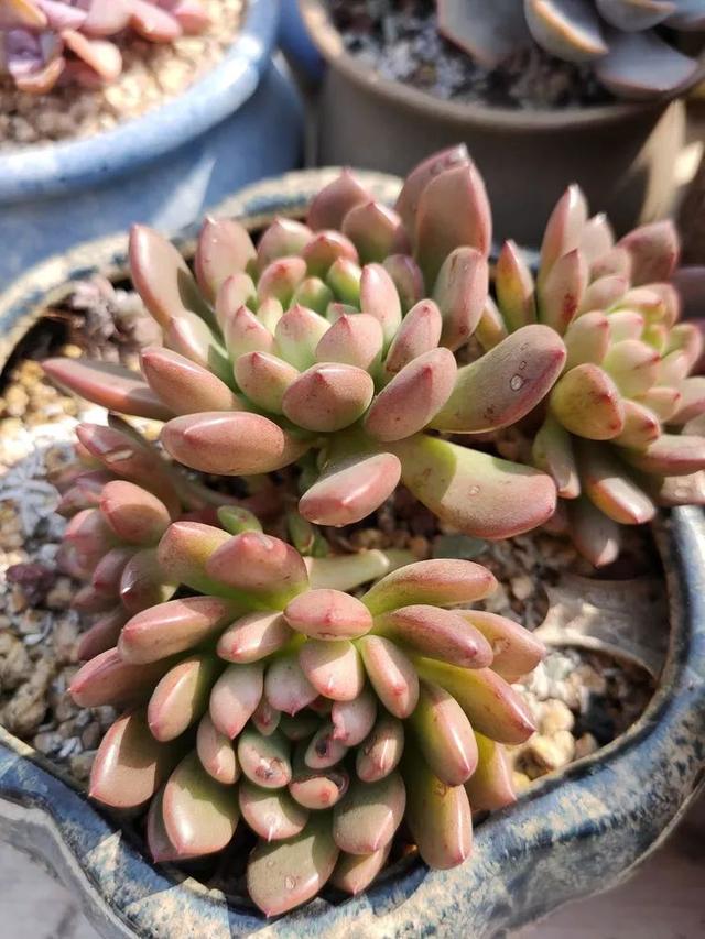 红唇多肉如何养，红唇多肉怎么养出多头（阳台党一样可以养出漂亮的多肉）