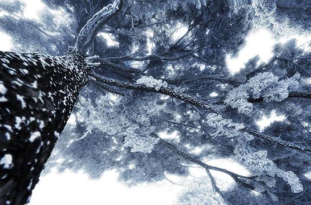 松的诗句，梅的诗句有哪些（待到雪化时—那些关于松与雪的诗词）