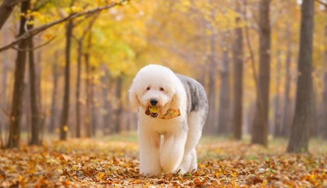 柯基为什么要断尾，柯基尾巴为什么要剪掉呢（目的却是让狗变成“羊”）