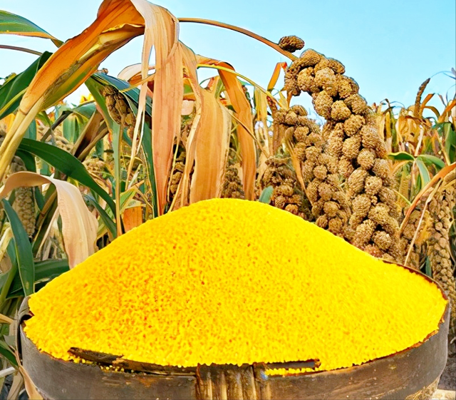 婆姨是什么意思，米脂的婆姨绥德的汉什么意思（米脂的婆姨为什么漂亮）