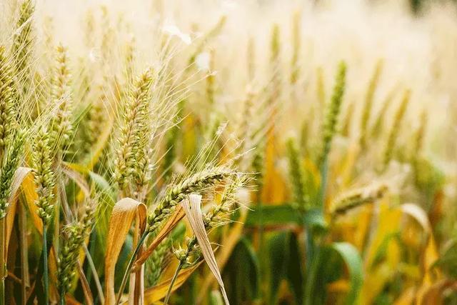 关于小满的古诗，《小满》古诗原文（最美小满诗，一切刚刚好！）