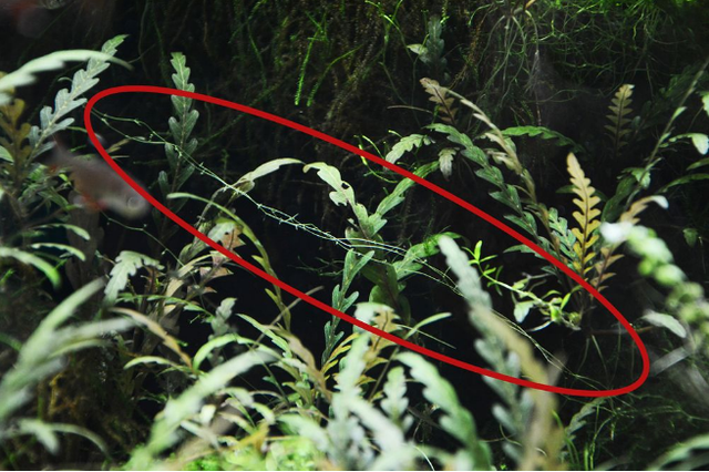 水族箱藻类有哪些，水族箱藻类有哪些图片（10分钟看懂10大水藻及去除方法）