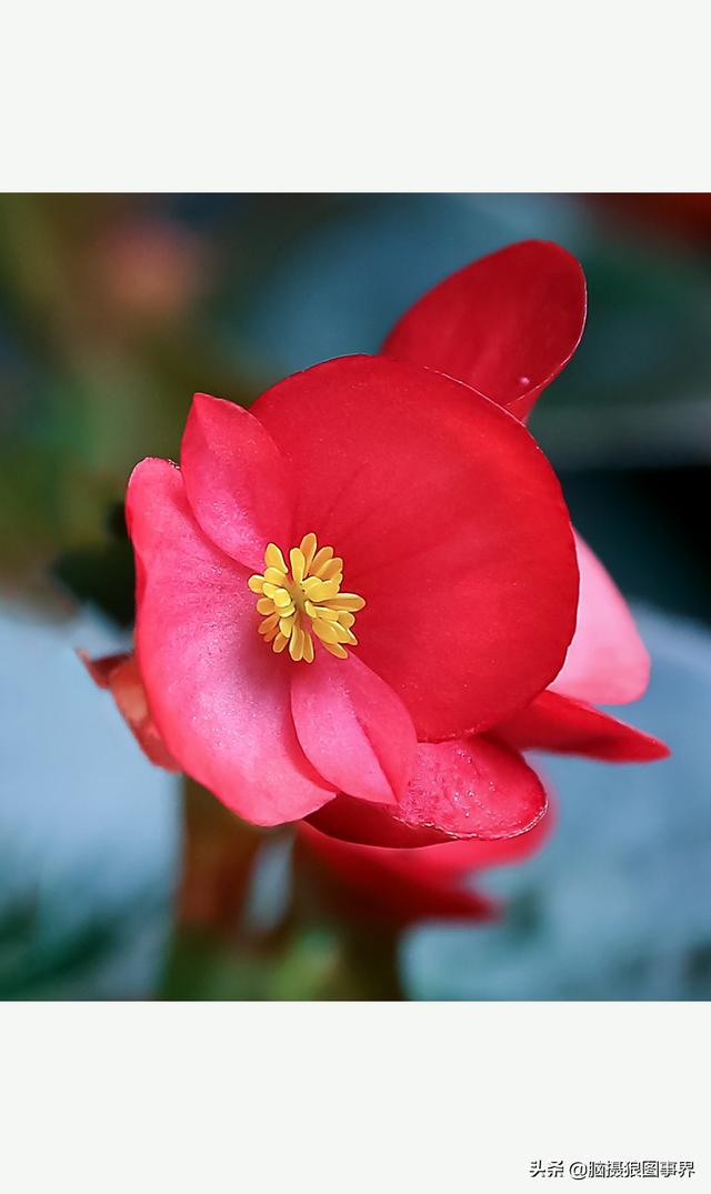 玻璃海象（玻璃海棠，这3个方法你用了吗（玻璃海棠长什么样）