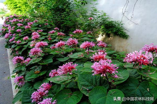 臭牡丹根的功效与作用，祛风解毒、消肿止痛的功效