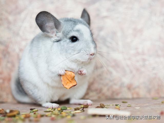 米色龙猫，龙猫，一种奶萌奶萌的生物（米色龙猫多少钱）