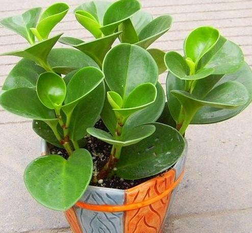 豆瓣绿的养殖方法和注意事项，豆瓣绿的养殖方法和注意事项四季海棠（学会这4点养的棒棒哒）