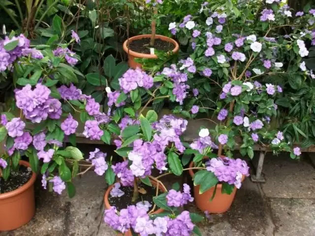 茉莉花是什么颜色，茉莉花花蕊是什么颜色（能开两种颜色的花）