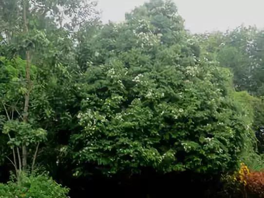 树木名称，知识，铁刀木与铁力木的区别（100种树木名称）