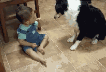 牧羊犬喜欢吃什么，还有这些特性让你又爱又恨