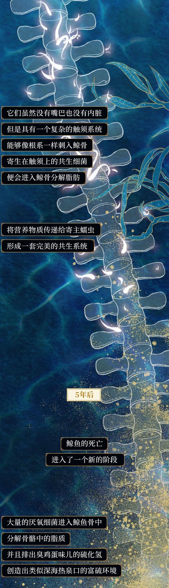 一鲸落万物生什么意思，万物生是什么意思（深入解析什么是“一鲸落）