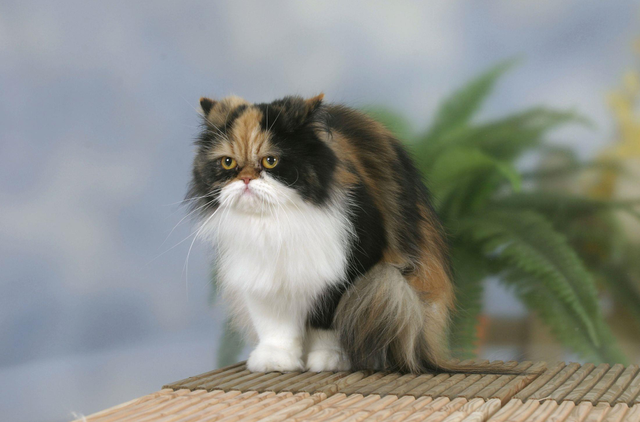 波斯猫图片，物种百科：波斯猫（波斯猫图片真实）