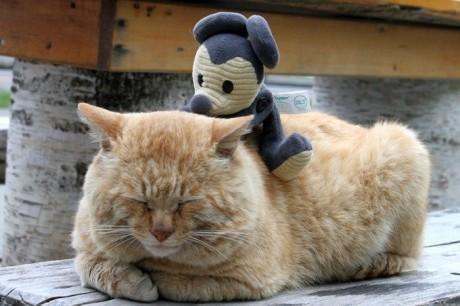 梦见猫是什么意思，女人做梦梦见猫是什么意思（猫咪的各种睡姿）