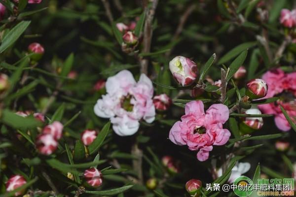松雪梅养殖方法有哪些，松雪梅植物盆栽怎么养（松红梅一年开几次花）