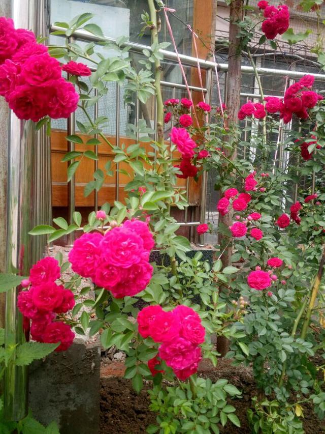 蔷薇花几月份开花，蔷薇什么时候开花（要想蔷薇“开花多”）