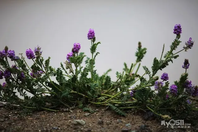 我的家乡在日喀则是什么歌，我的家乡在日喀则是什么歌歌词是什么意思（行走在通天的路上<中>）