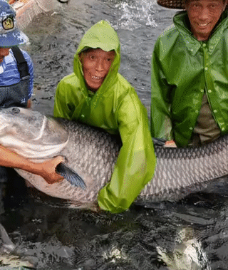 螺蛳青市场价多少钱一斤，50斤螺蛳青一般多少钱（武汉木兰湖140斤的“青鱼王”被捞起）