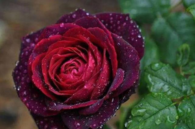 各种玫瑰花的含义，各色的玫瑰花有什么含意（一篇文章认全花店必备80种玫瑰花）