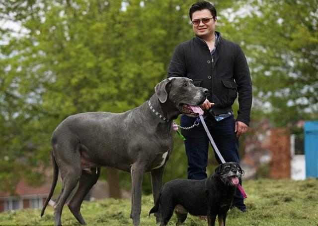 10大护卫犬，十大护卫犬有哪些（养过的都知道）