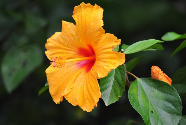 做人要懂得感恩，做人要懂得感恩的说说（便会幸运；知道珍惜）