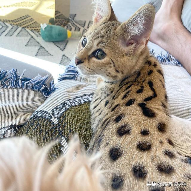 萨凡纳猫，贾斯汀·比伯宁愿被骂都要养（萨凡纳猫的价格）