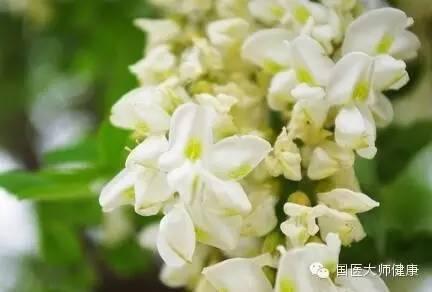 槐花在几月开的，槐花几月开（泡水后降压本领超强）